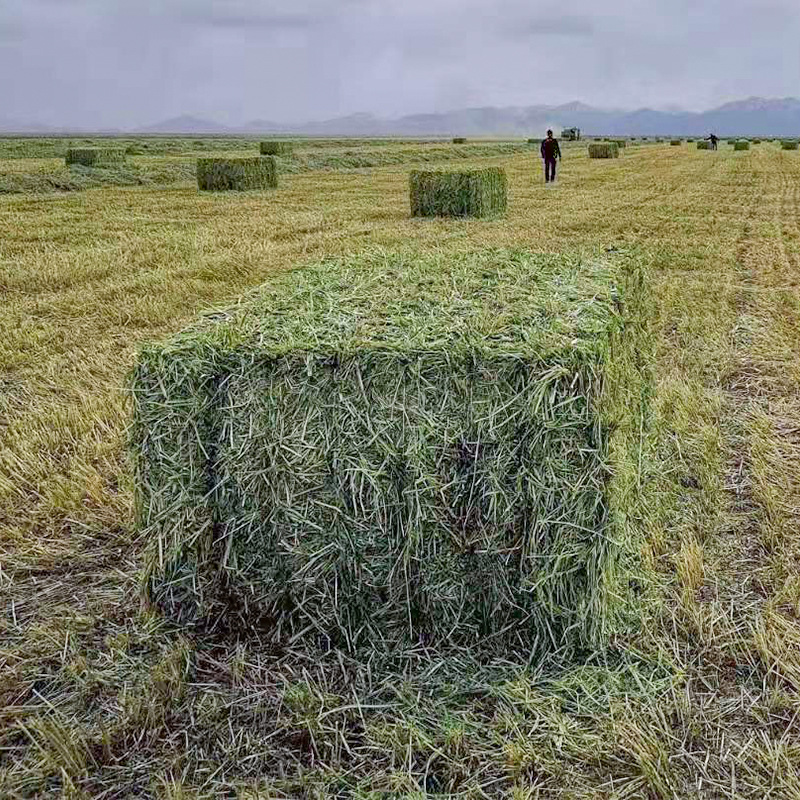澳大利亚燕麦草